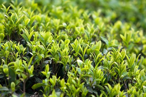 Paraguay, Countries That Produce The Most Genetically Modified Crops, Tea Crops