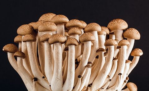 10 Most Profitable Gourmet Mushrooms to Grow