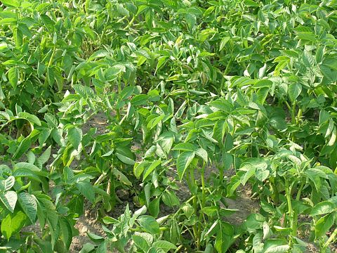 plant-potatoes-377502_1280