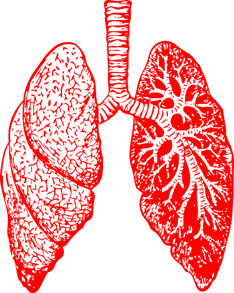lungs-297492_640