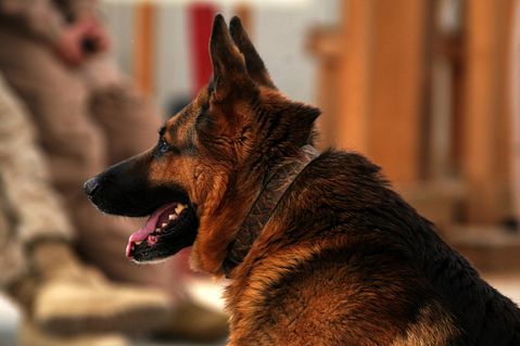 german-shepherd-856369_1280