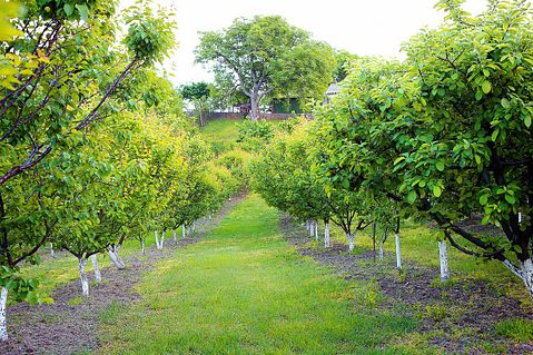 apricot-orchard-261479_1280