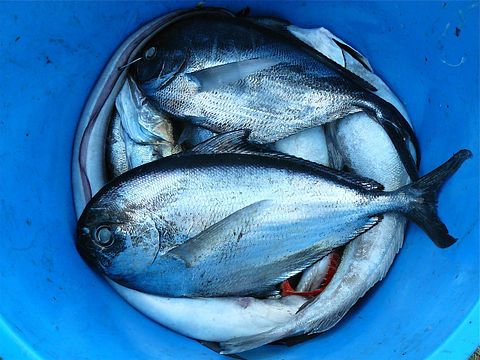 fish-Most Common Food Allergies In Infants