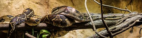 10 Most Common Snakes in America