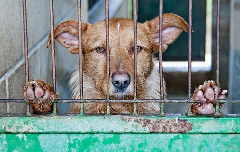 11 Worst States To Be An Animal 