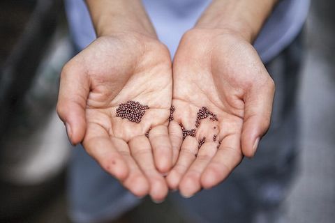 Seeds, Agriculture, Land