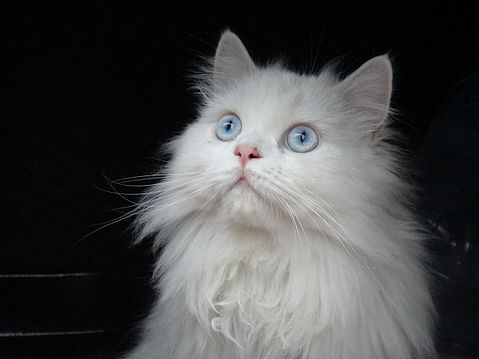 Most Expensive Cat Breeds in the World