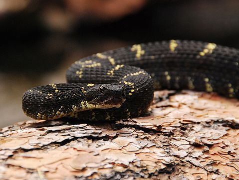 10 States With the Most Venomous Snakes in America