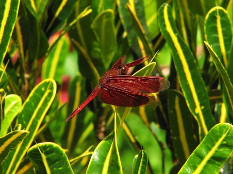 Casper Simon/shutterstock.com