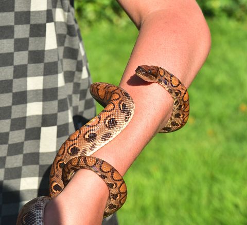 10 Websites to Buy Venomous Snakes Cheap With Free Shipping