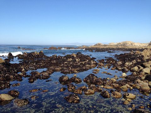 tide-pool-752966_1280