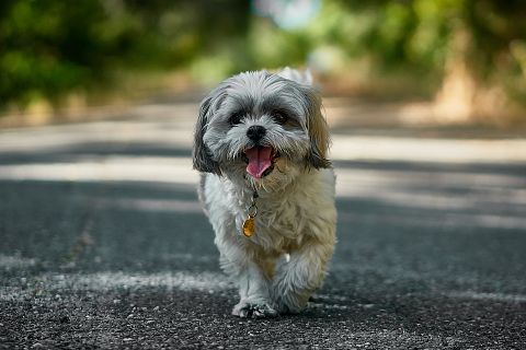 Shi Tzu, Dog