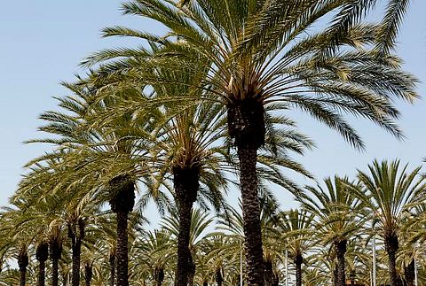 Palm Trees