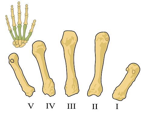 arthritis metacarpals-41573_1280