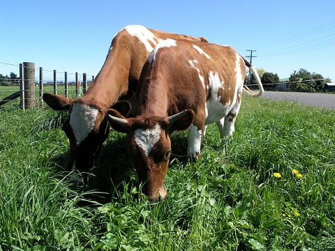  calf, isolated, hooves, butter, beef, milk, agriculture, mammal, white, red, beast, docile, farm, female, bovine, lying, ayrshire, heifer, livestock, hoof, dairy, yearling, cream, cow, cattle, rural, hair, horns, domestic, ruminant, ranch, meat, animal 6 Easiest Cows To Raise With Your Children 