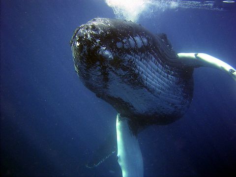 humpback-79854_1280