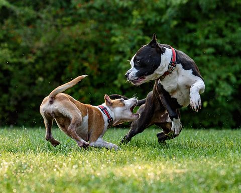 25 Most Aggressive Dog Breeds in America