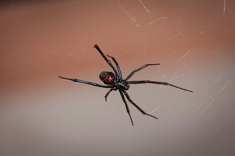 black-widow-spider-2042047_1280