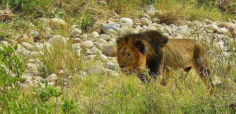 lion-373278_1280