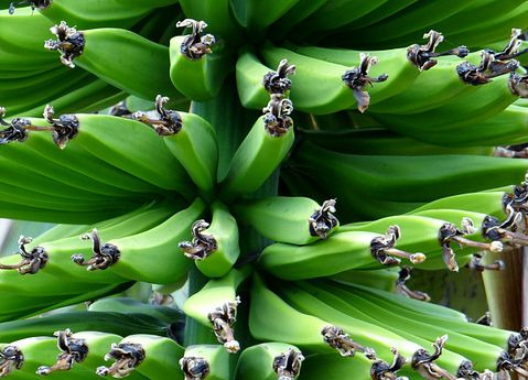 10 Countries that Export The Most Bananas in The World 