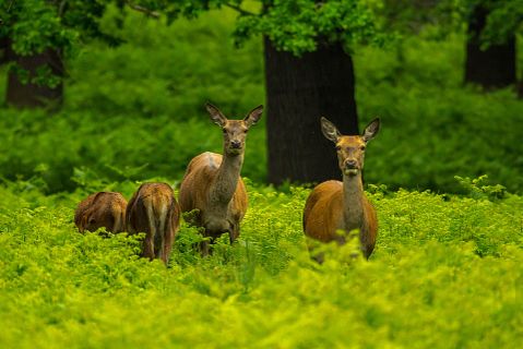 deer-845086_1920