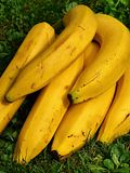 15 Biggest Banana Producers in the World