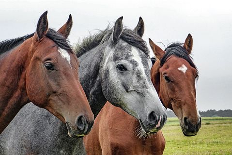 10 States That Produce The Most Horses in America 