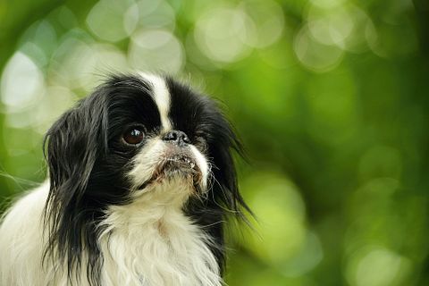 Marcel Jancovic/Shutterstock.com