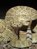 11 Most Venomous Rattlesnake Species in the World