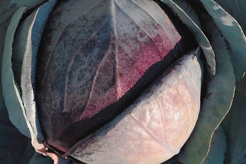 10 Easiest Fiber Foods to Digest 