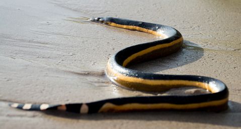 20 Most Venomous Snakes in The World