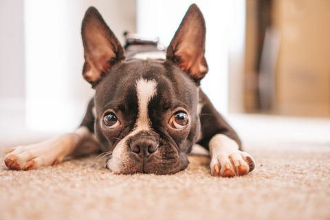 Boston Terrier, Dog