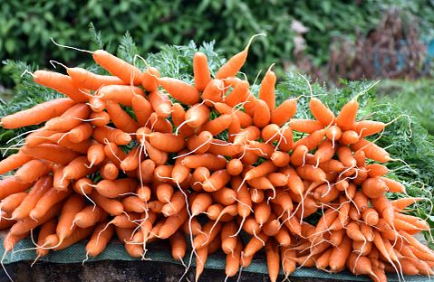 10 Easiest Farm Crops to Grow 