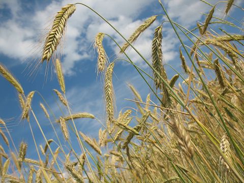 Countries that Produce the Most Wheat in the World