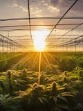 25 Most Cannabis Consuming-Countries in the World