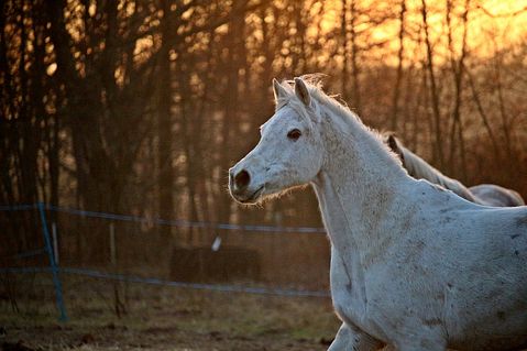 10 States That Produce The Most Horses in America 
