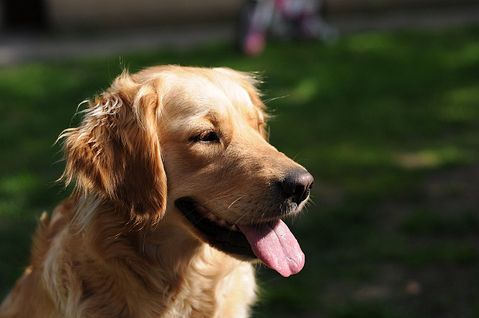 golden-retriever-933029_1280