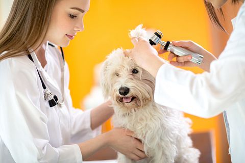 11 Highest Paying States for Veterinarians