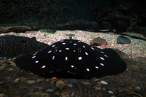 most expensive tropical fish in the world