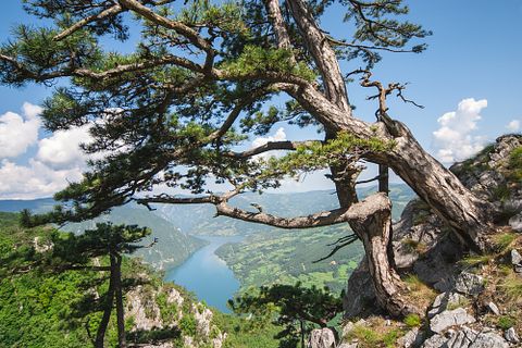 Branko Jovanovic/Shutterstock.com 