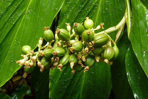 Countries that Export the Most Coffee in the World 