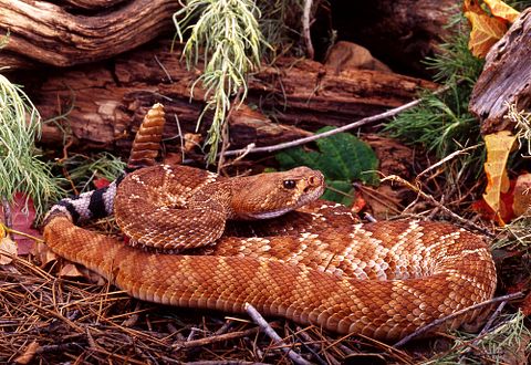 10 States with Most Snake Bites in America