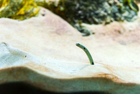 10 Websites to Buy Venomous Snakes Cheap With Free Shipping