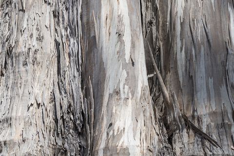 11 Biggest Trees in the World by Volume