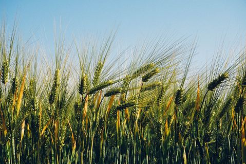 Countries that Produce the Most Wheat in the World