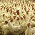 15 Biggest Poultry Companies in the World