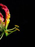 11 Most Expensive Flowers In The World
