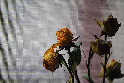 rose-676760_1280