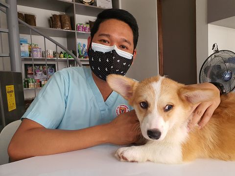 Dog, Corgi, Animals, Doctor, Vet, Vetrinarian