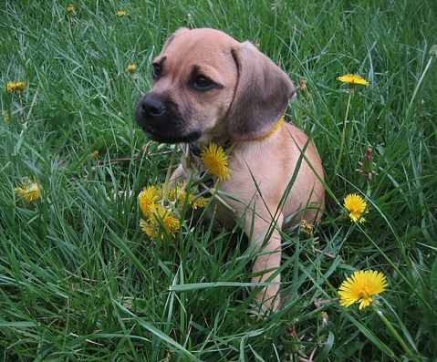 puggle-puppy-750758_1280